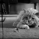 Illustration for article titled MGM to bring back emThe Incredible Shrinking Man/em, movies that arent about boring, normal-sized people